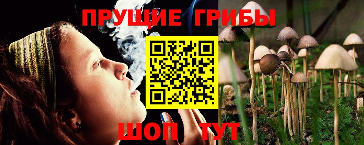 Псилоцибиновые грибы Cubensis Борисоглебск